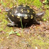 Review photo of Frank Gross Campground — Chattahoochee Oconee National Forest by Terri P., June 12, 2019