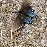 Review photo of Frank Gross Campground — Chattahoochee Oconee National Forest by Terri P., June 12, 2019