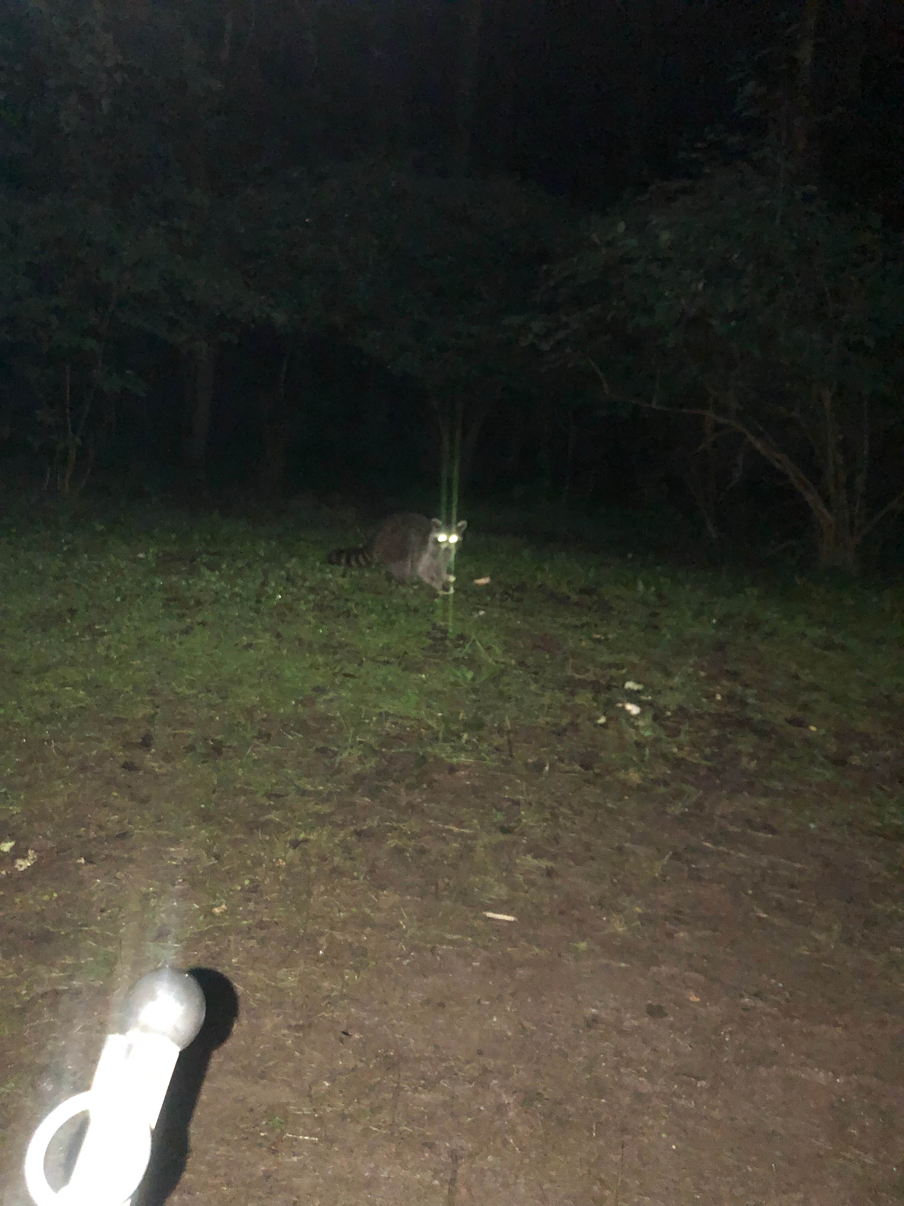 Camper-submitted photo at Tygart Lake State Park Campground near Paw Paw, WV