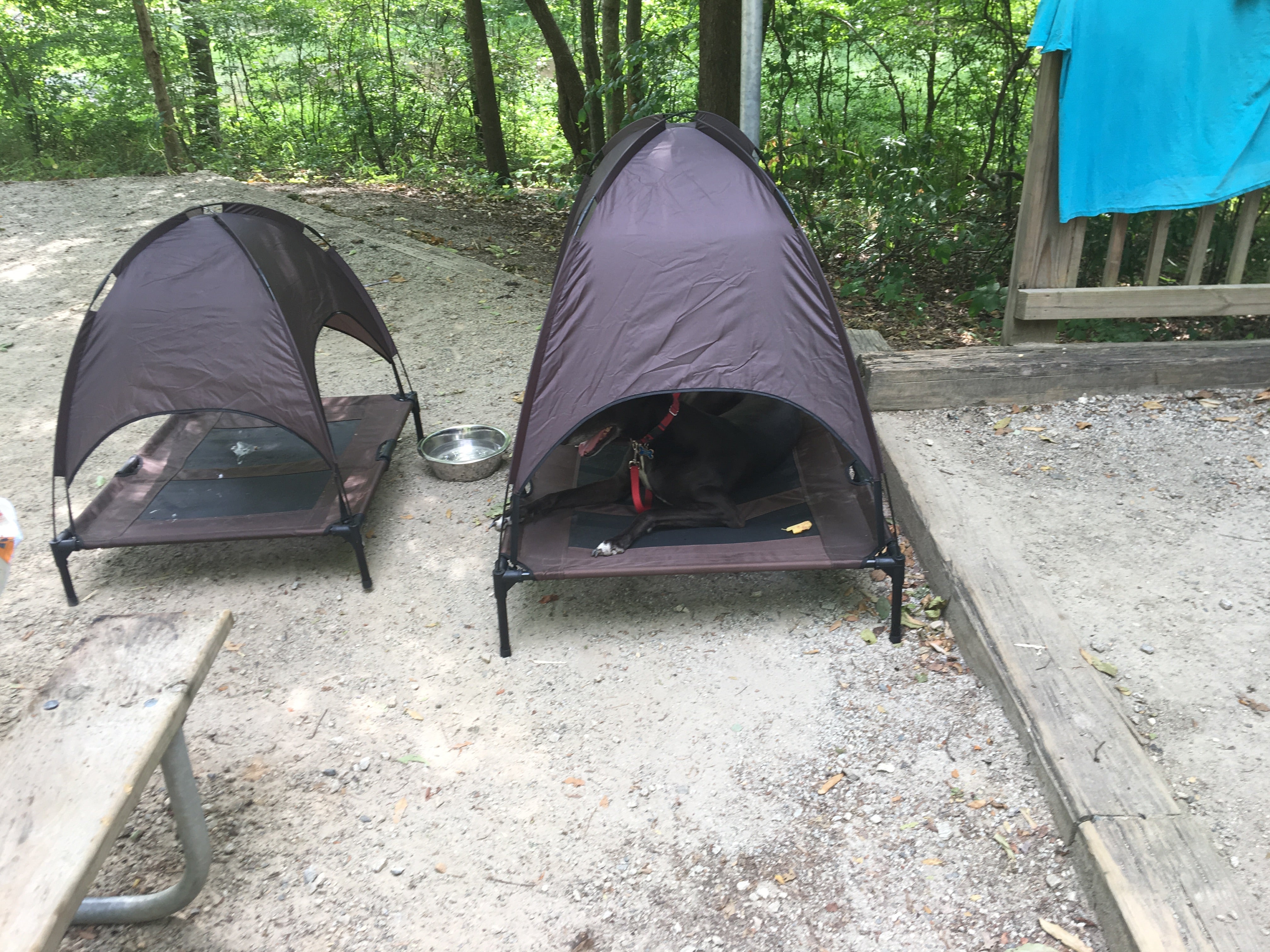 Our two dogs love camping too