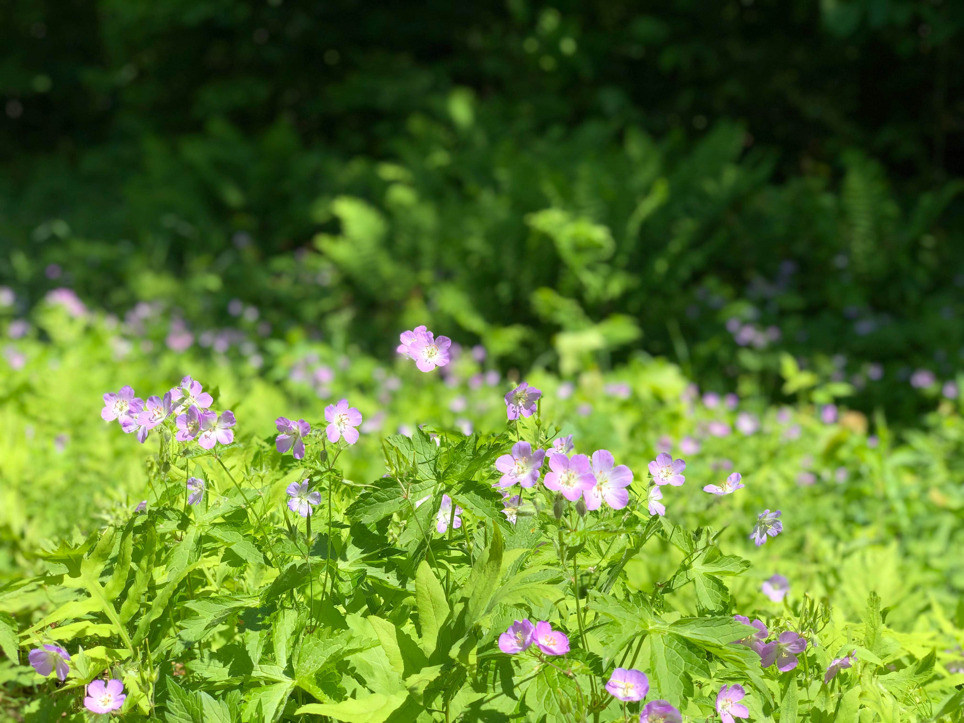 Camper-submitted photo at Rum River State Forest Dispersed near Otsego, MN