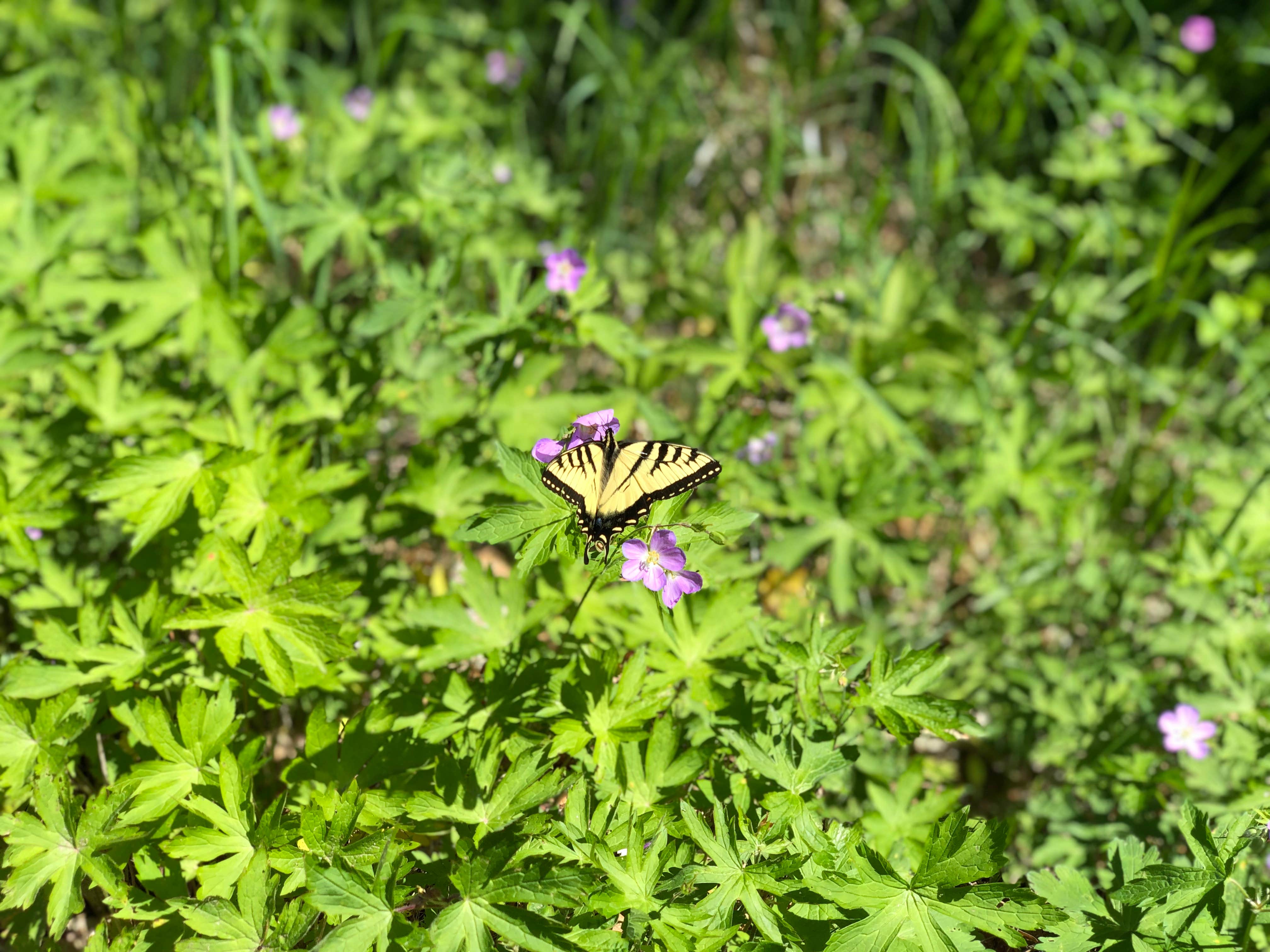 Camper submitted image from Rum River State Forest Dispersed - 4