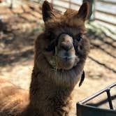 Review photo of Yosemite Pines RV Resort & Family Lodging by Emily Grace M., June 12, 2019