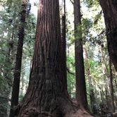 Review photo of Henry Cowell Redwoods State Park Campground by Jacob S., June 12, 2019