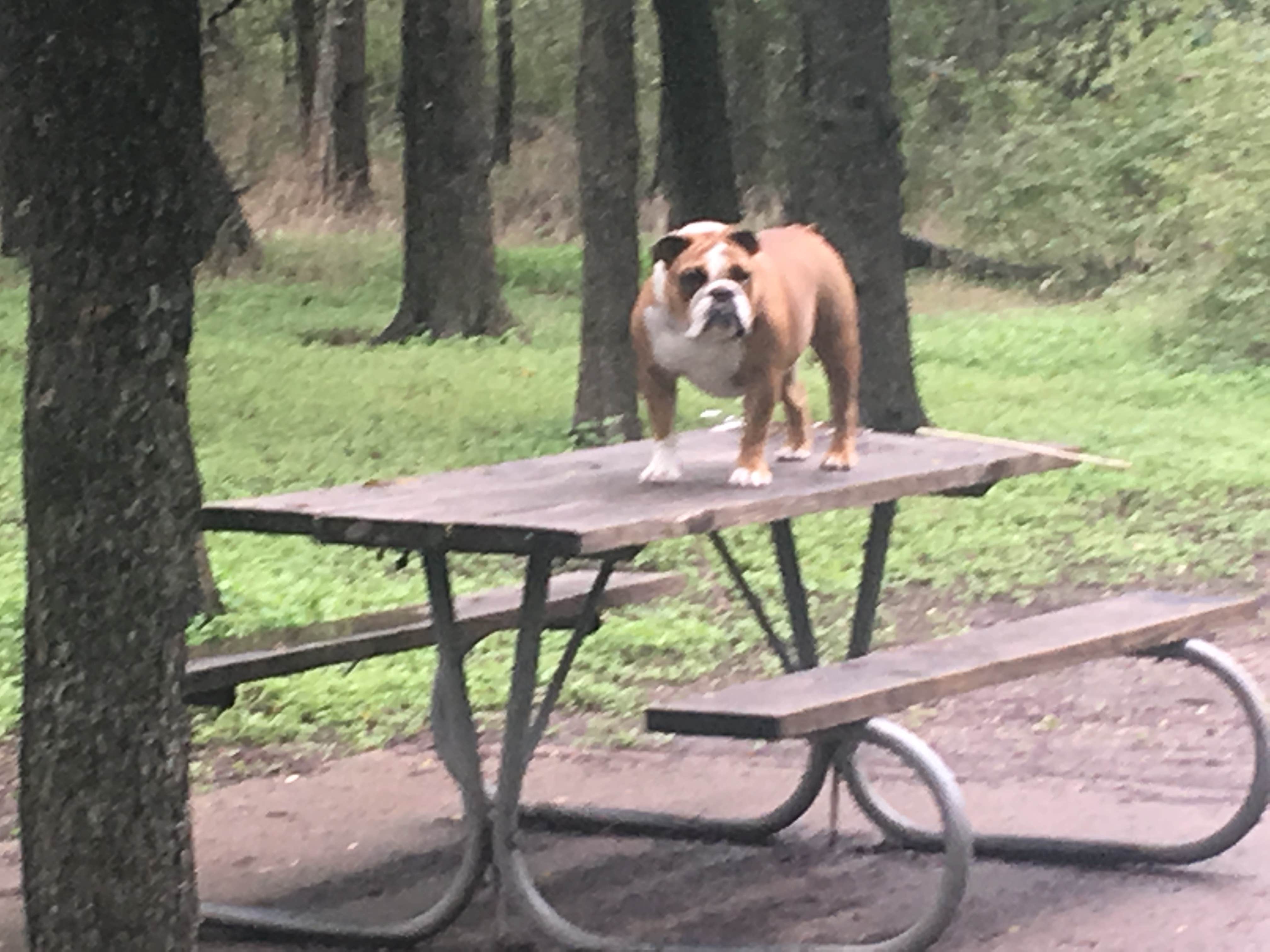 J E.'s photo of camping with pets at McKinney Falls State Park Campground near Georgetown, TX