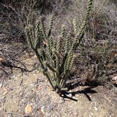 Review photo of Big Bend NP - Johnson Ranch by J E., June 12, 2019