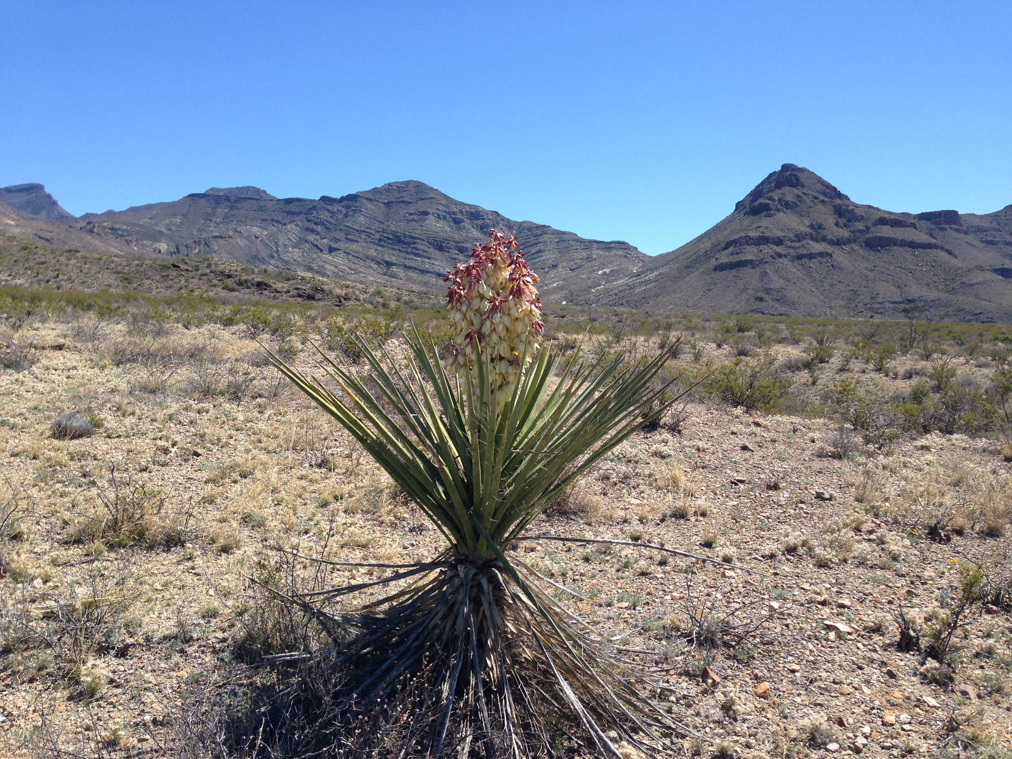 Camping near Black Dike — Big Bend National Park: Johnson Ranch — Big Bend National Park, Big Bend National Park, Texas