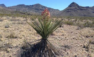 Camping near Cottonwood Campground — Big Bend National Park: Johnson Ranch — Big Bend National Park, Big Bend National Park, Texas