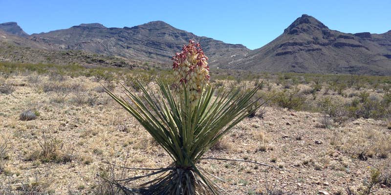 Camper submitted image from Johnson Ranch — Big Bend National Park
