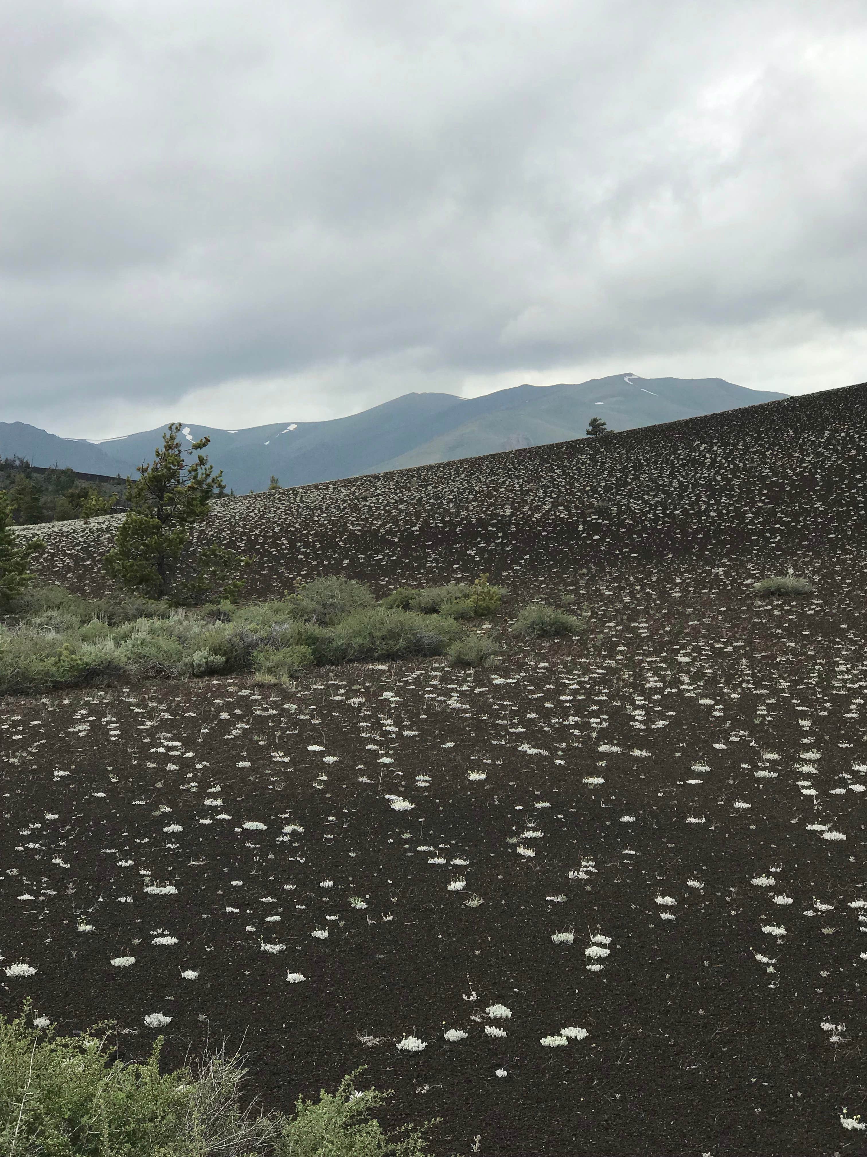 Camper submitted image from Group Campground — Craters of the Moon National Monument - 2