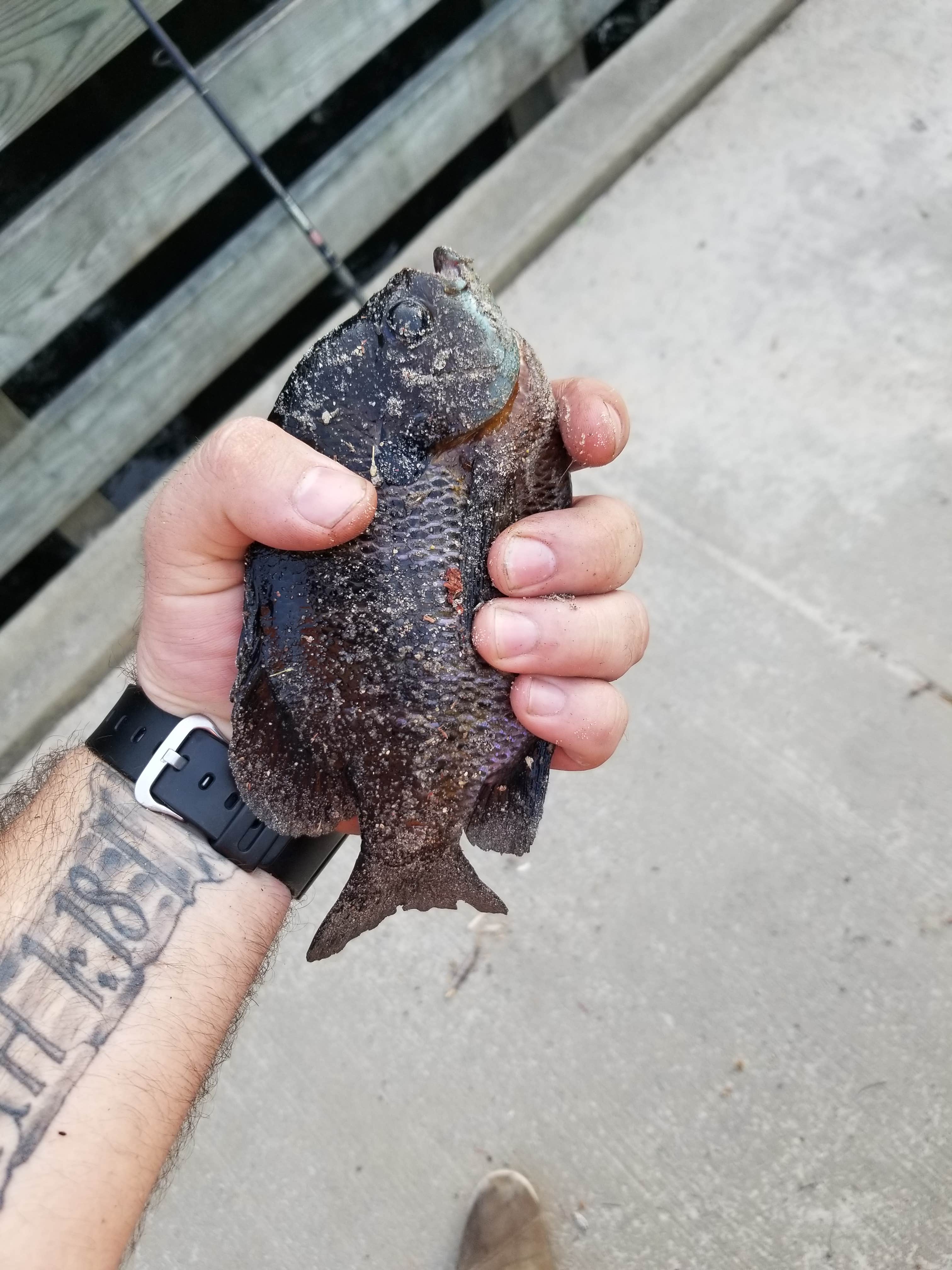 Camper-submitted photo at Family Campground — Merchants Millpond State Park near Creswell, NC