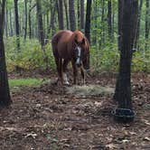 Review photo of Warden Station Horse Camp by Nicole H., June 13, 2019