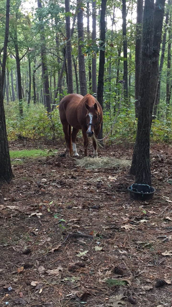 Camper submitted image from Warden Station Horse Camp - 4