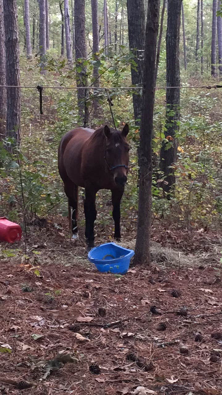 Warden station shop horse camp