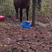 Review photo of Warden Station Horse Camp by Nicole H., June 13, 2019