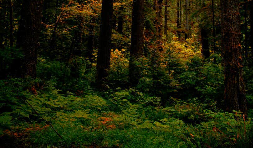 Camper-submitted photo at Alder Flat near Gervais, OR