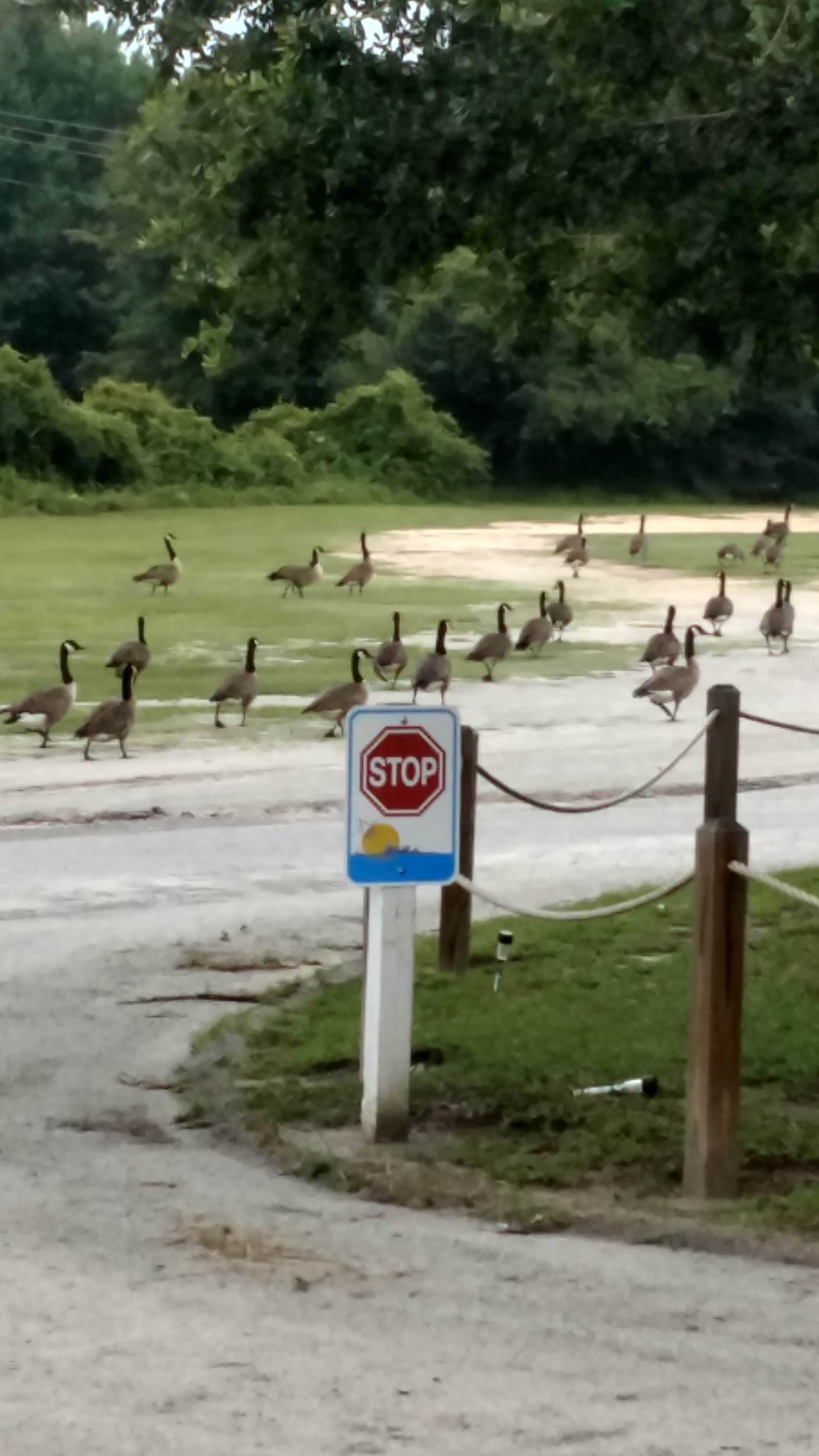 Camper-submitted photo at Palmetto Shores RV Resort near Elgin, SC