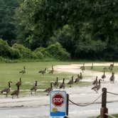 Review photo of Palmetto Shores RV Resort by Shelby L., June 13, 2019