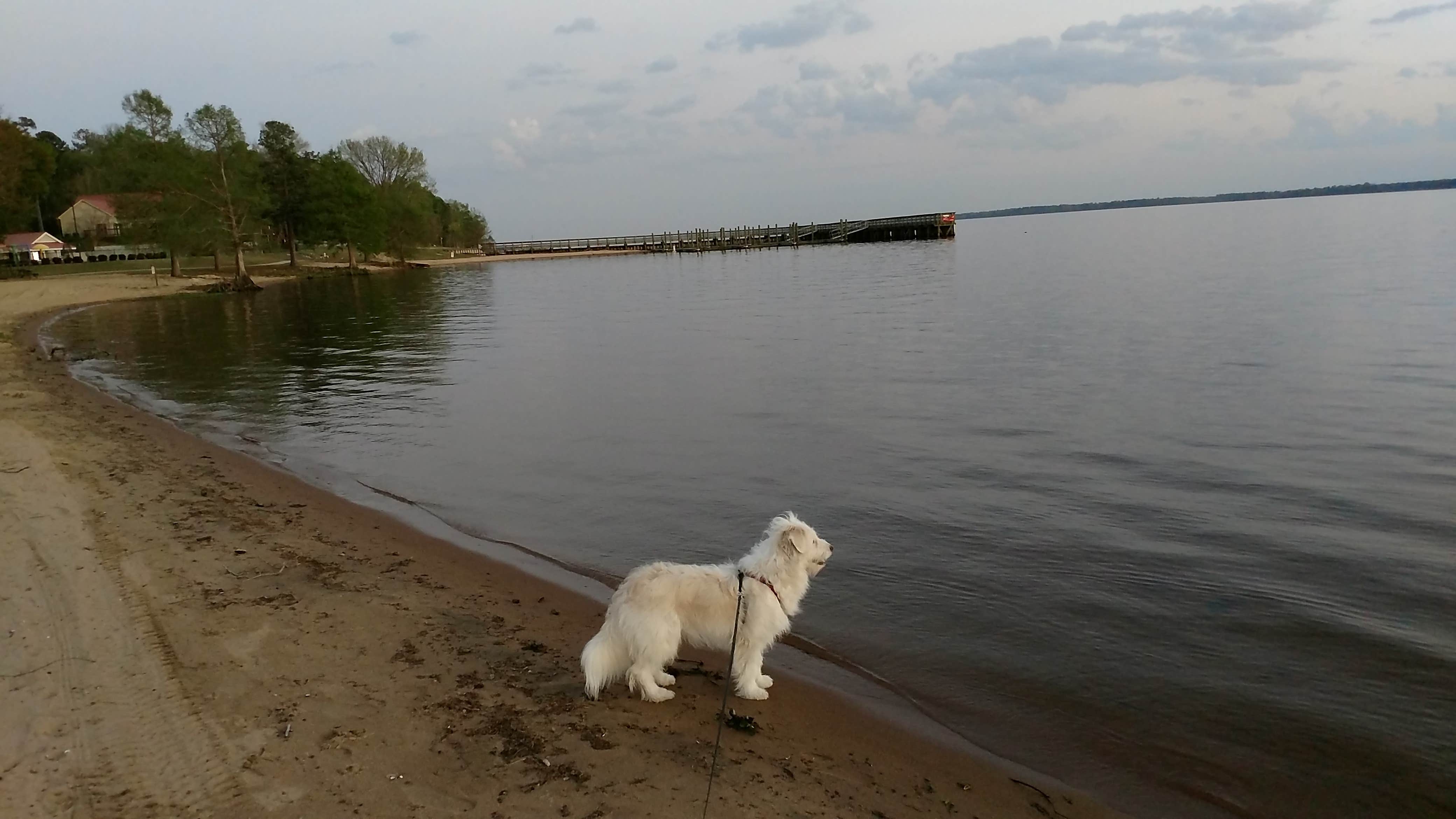 Shelby L.'s photo of camping with pets at Palmetto Shores RV Resort near Harleyville, SC
