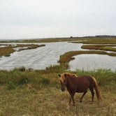Review photo of Assateague State Park by Nicole P., June 13, 2019