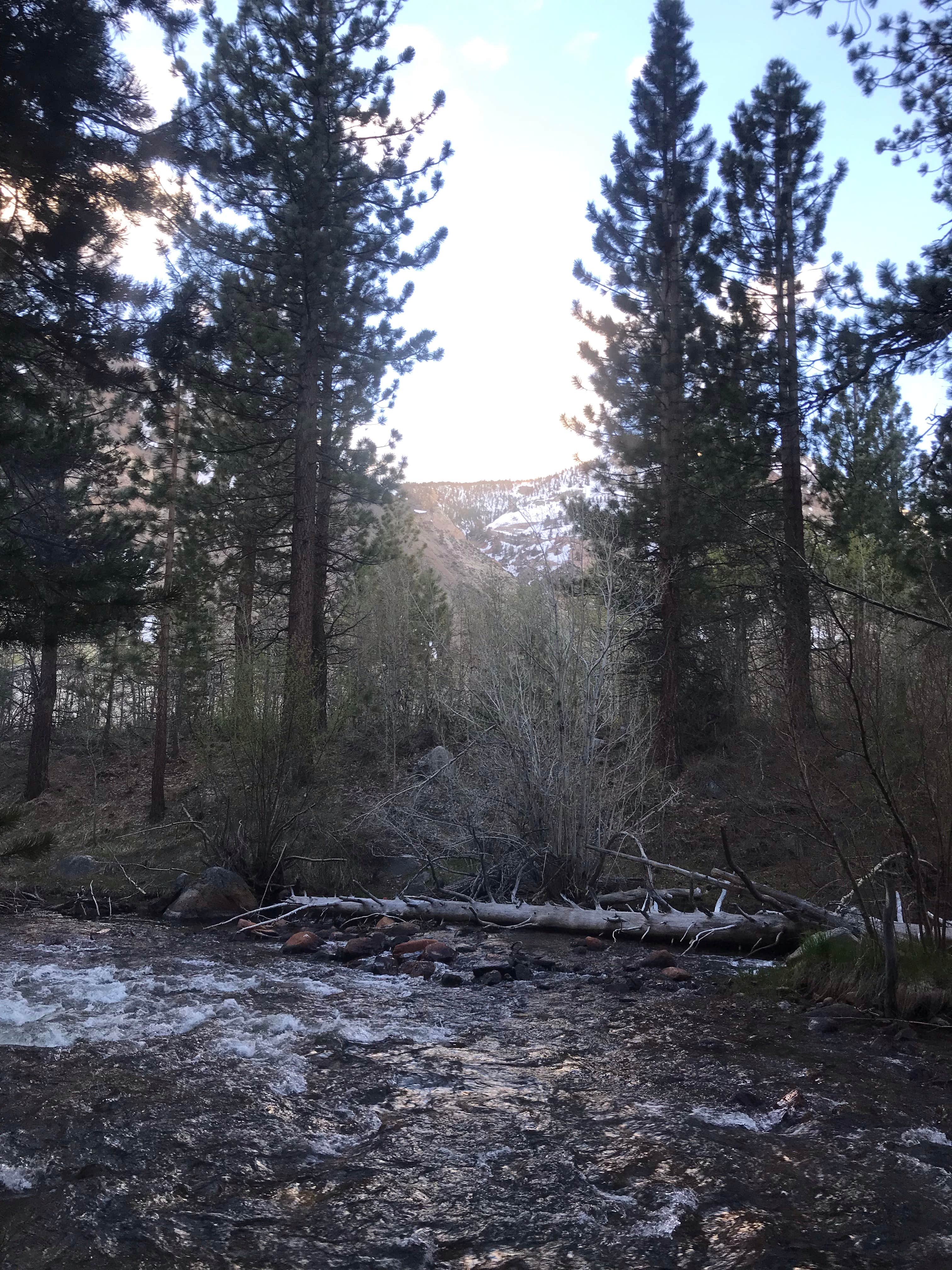 Camper submitted image from Bishop Park Group (Ca) — Inyo National Forest - 2