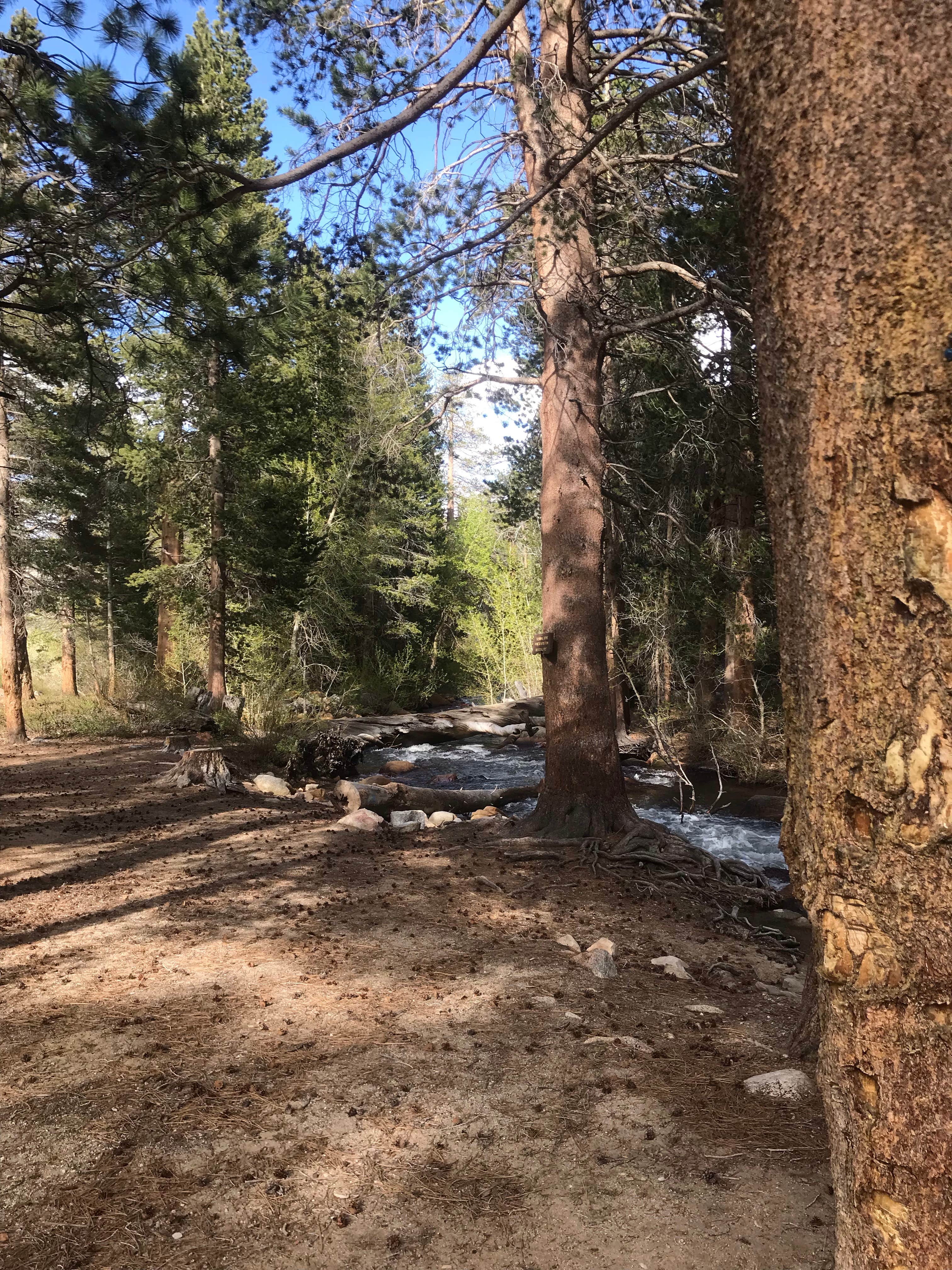 Camper submitted image from Bishop Park Group (Ca) — Inyo National Forest - 5