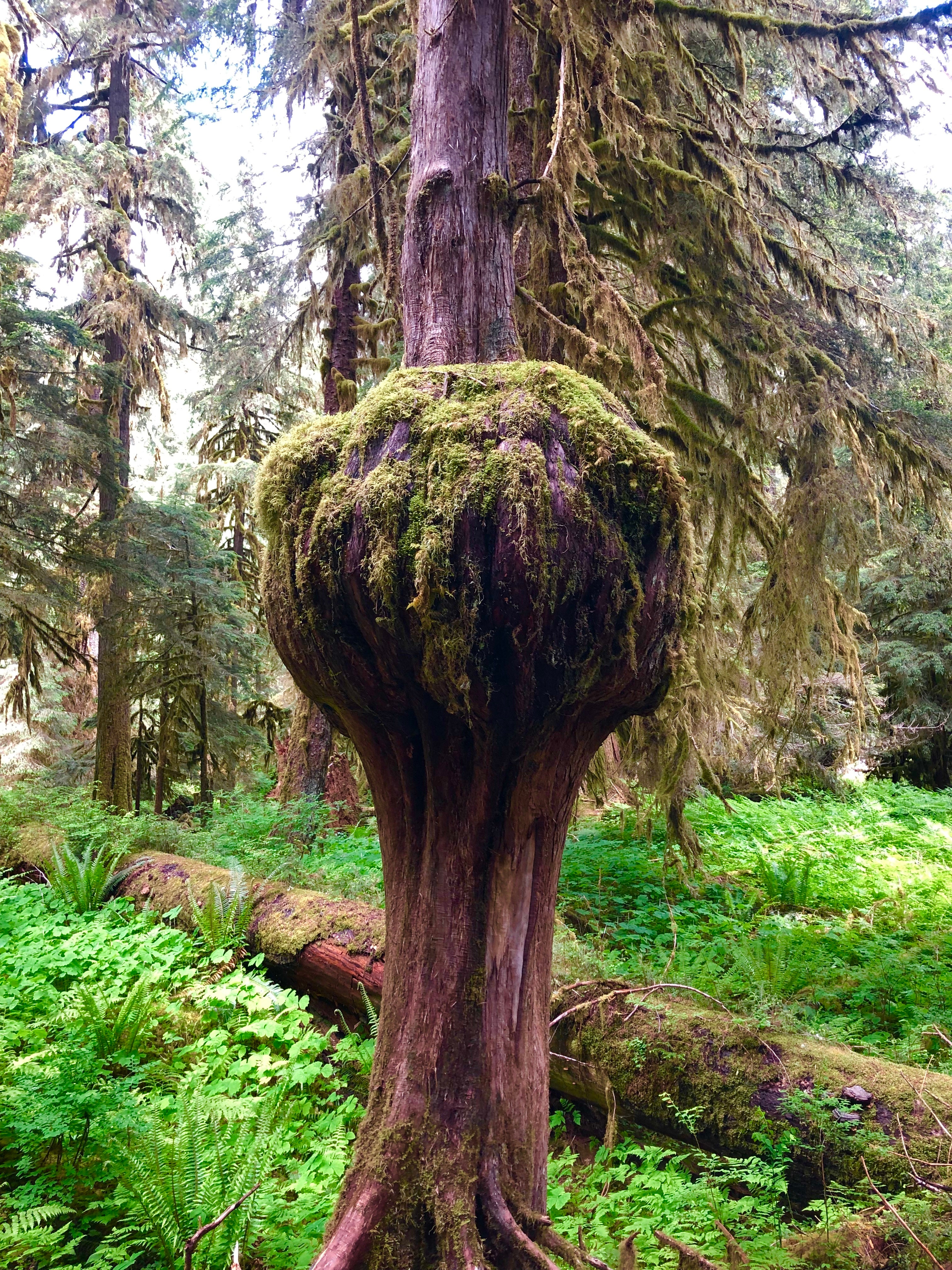 This tree wins the award for most unique