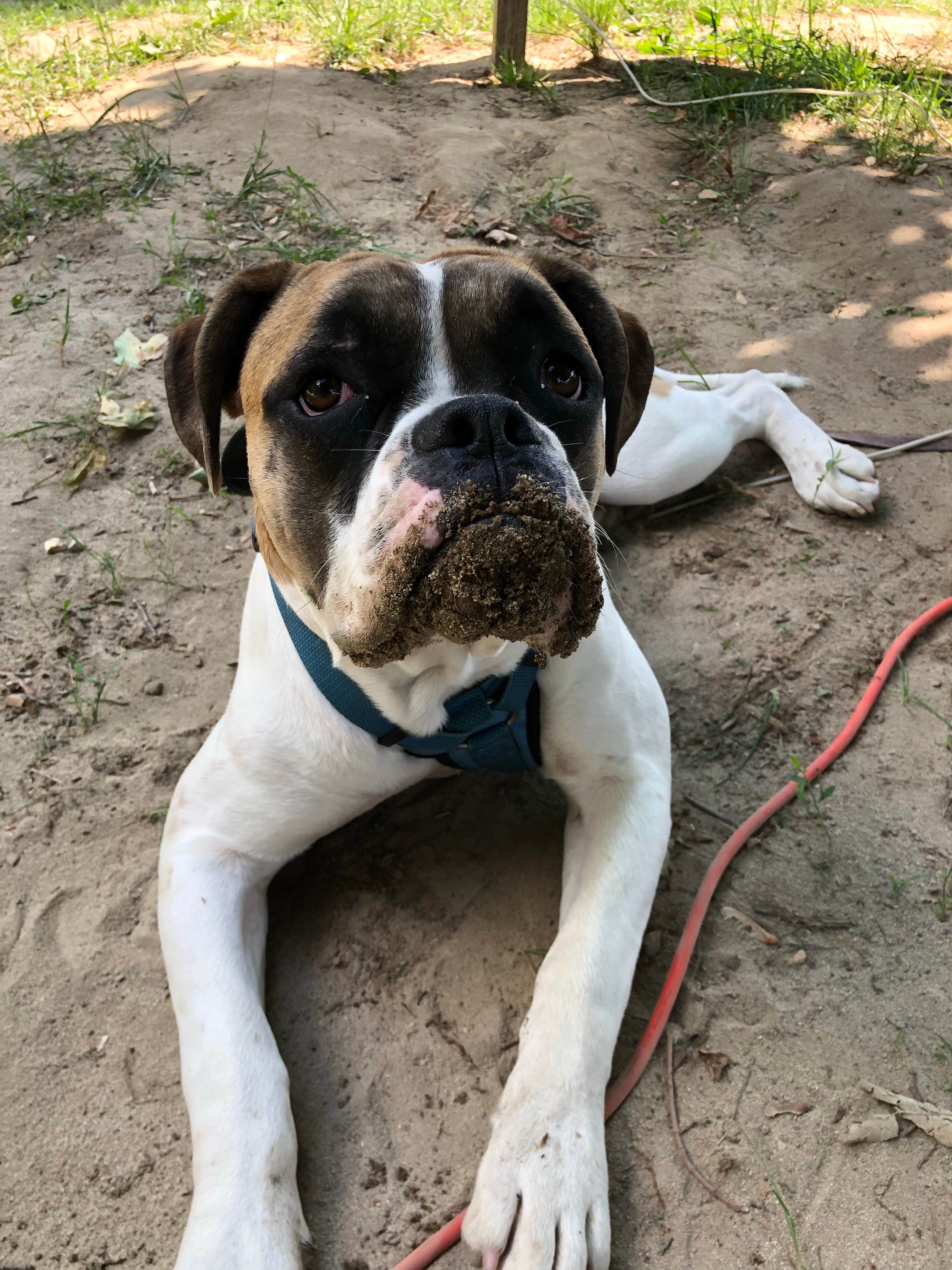 Shandi H.'s photo of camping with pets at Wytheville KOA in Virginia