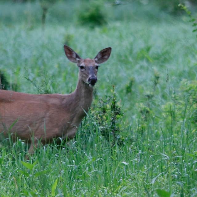 Camper-submitted photo at Upper Campground — Kettle Creek State Park near North Bend, PA