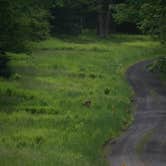 Review photo of Upper Campground — Kettle Creek State Park by Mary H., June 13, 2019