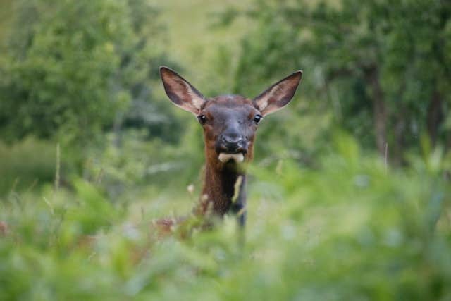 Camper-submitted photo at Upper Campground — Kettle Creek State Park near North Bend, PA