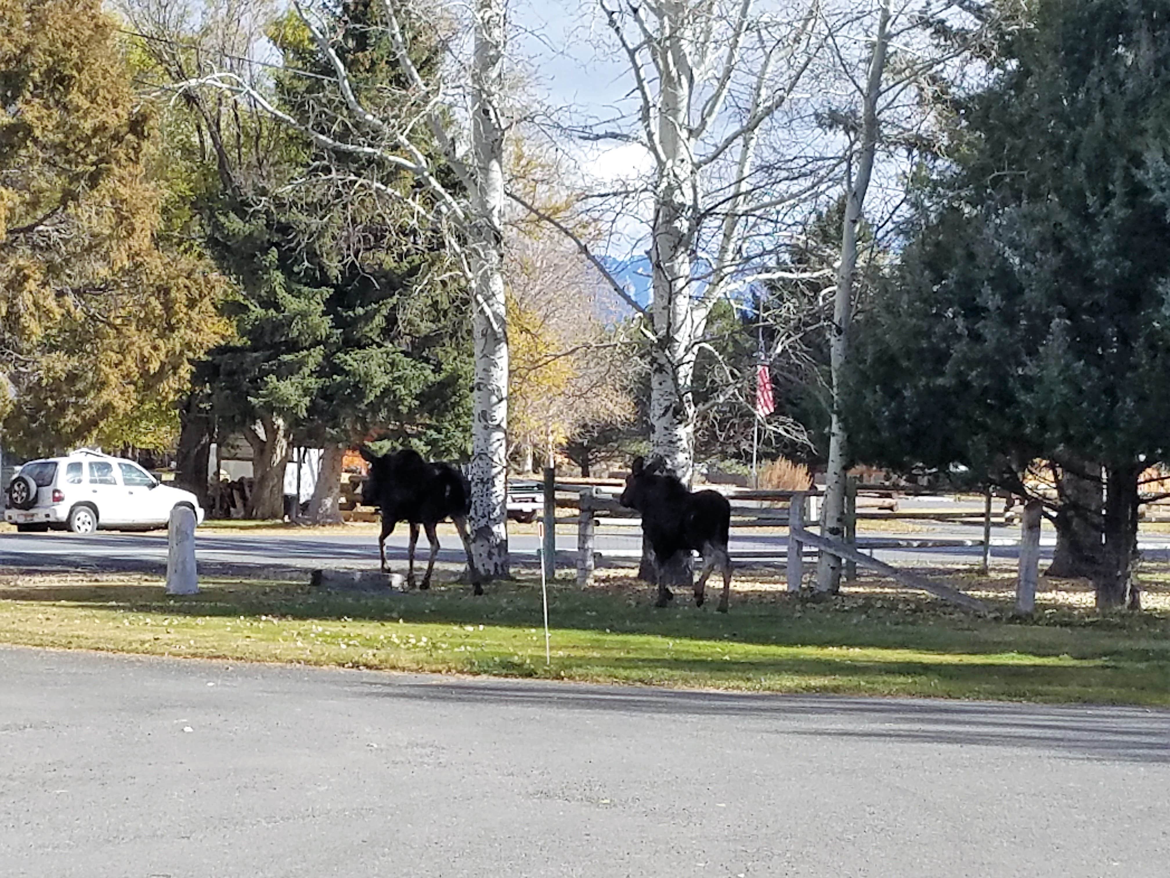 Wagon Wheel Motel & RV Park Mackay, ID