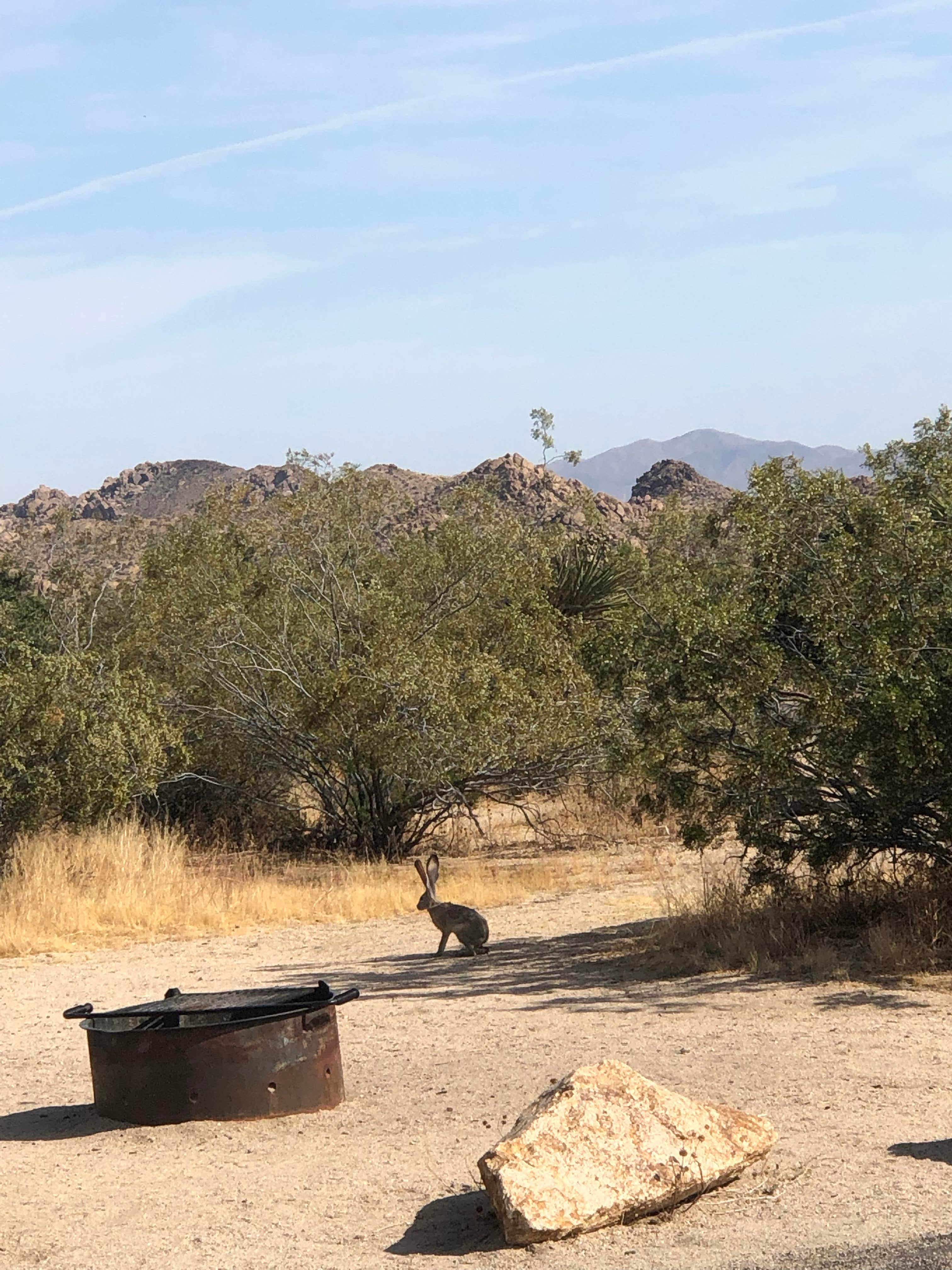 Christina S.'s photo at Cottonwood Campground — Joshua Tree National Park near Mecca, CA