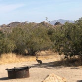 Review photo of Cottonwood Campground — Joshua Tree National Park by Christina S., June 13, 2019
