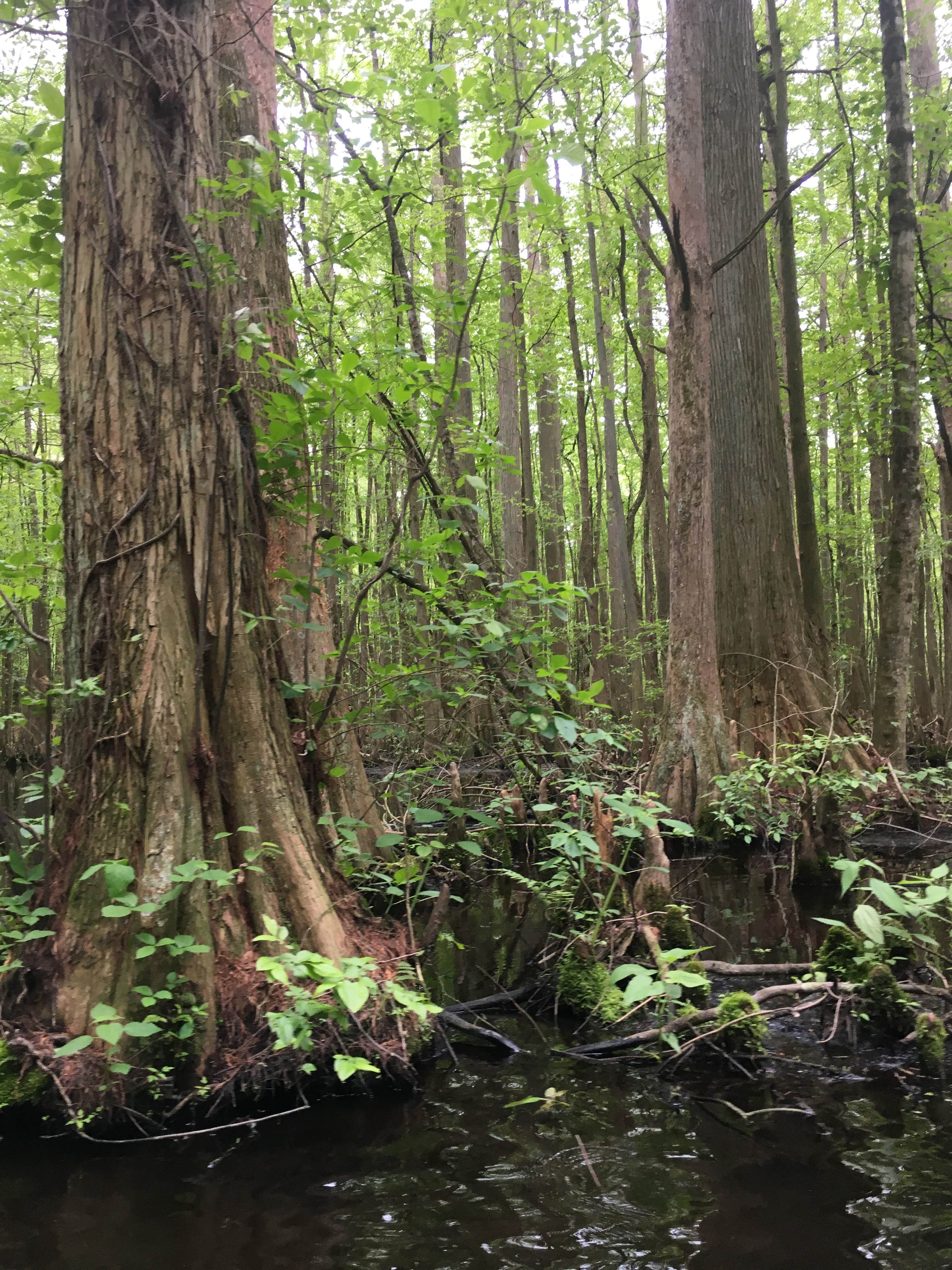Camper-submitted photo at Trap Pond State Park Campground near Millville, DE