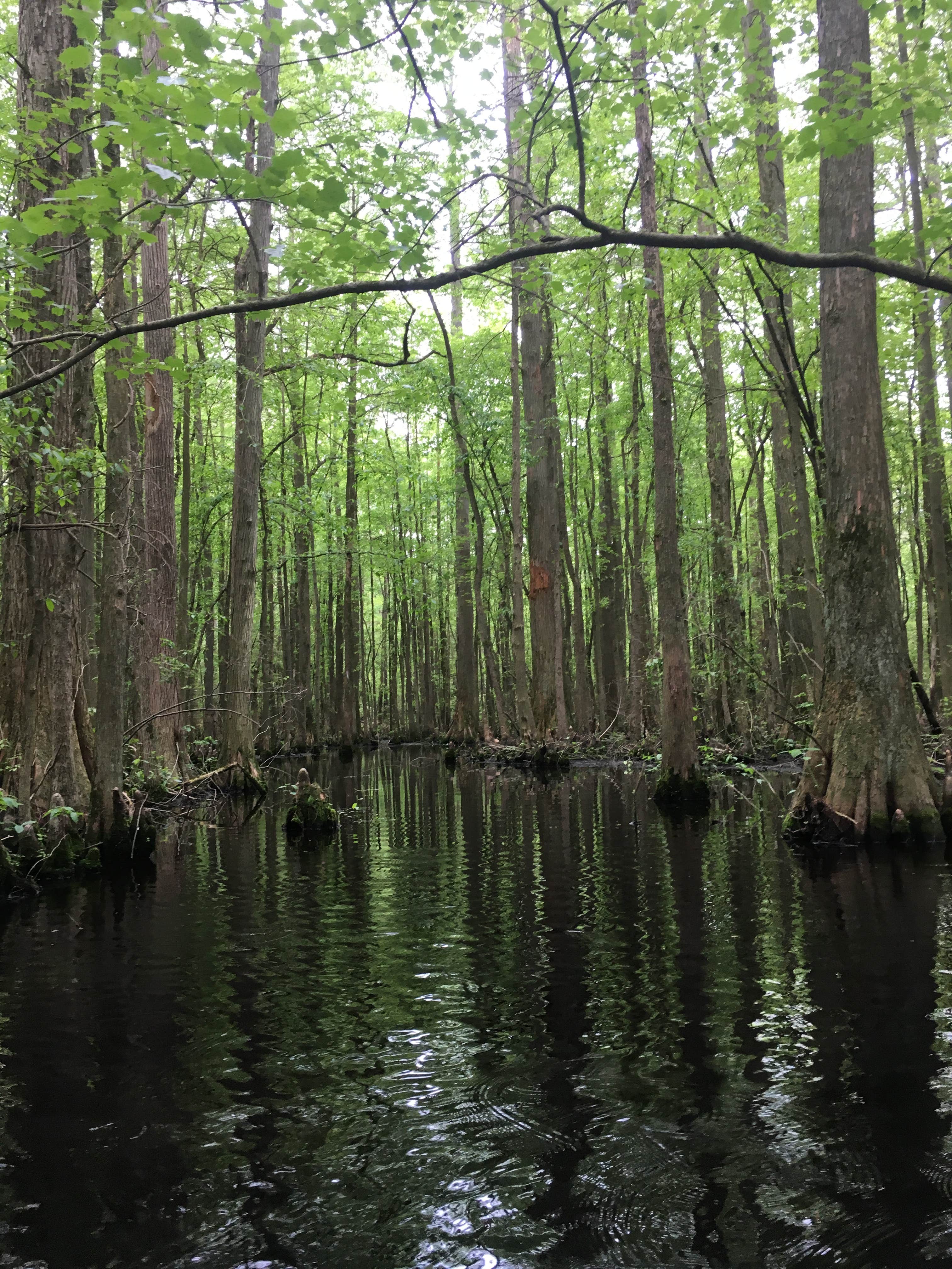 Camper-submitted photo at Trap Pond State Park Campground near Millville, DE