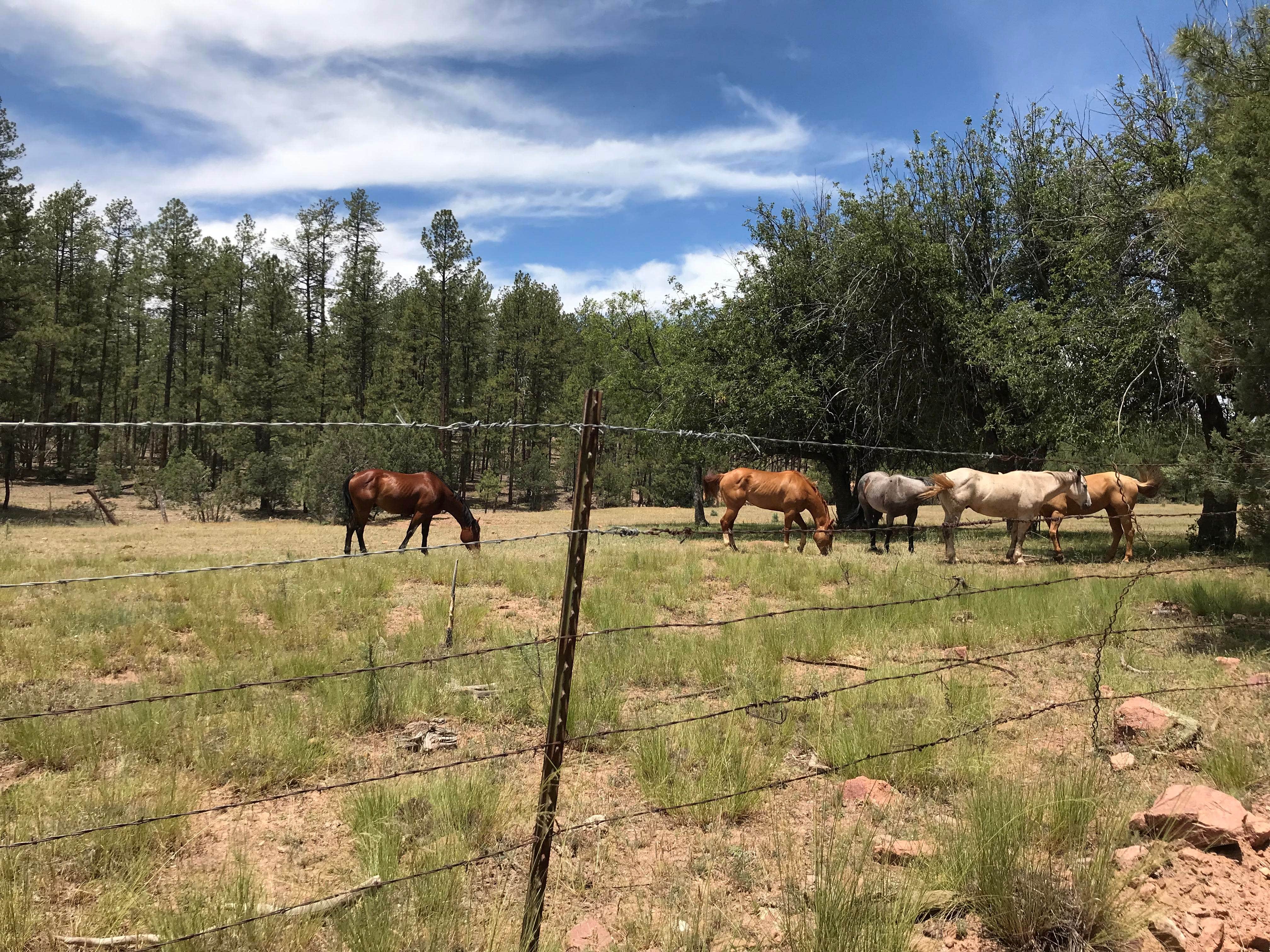 Camper-submitted photo at Bearhide Group Site near Forest Lakes, AZ
