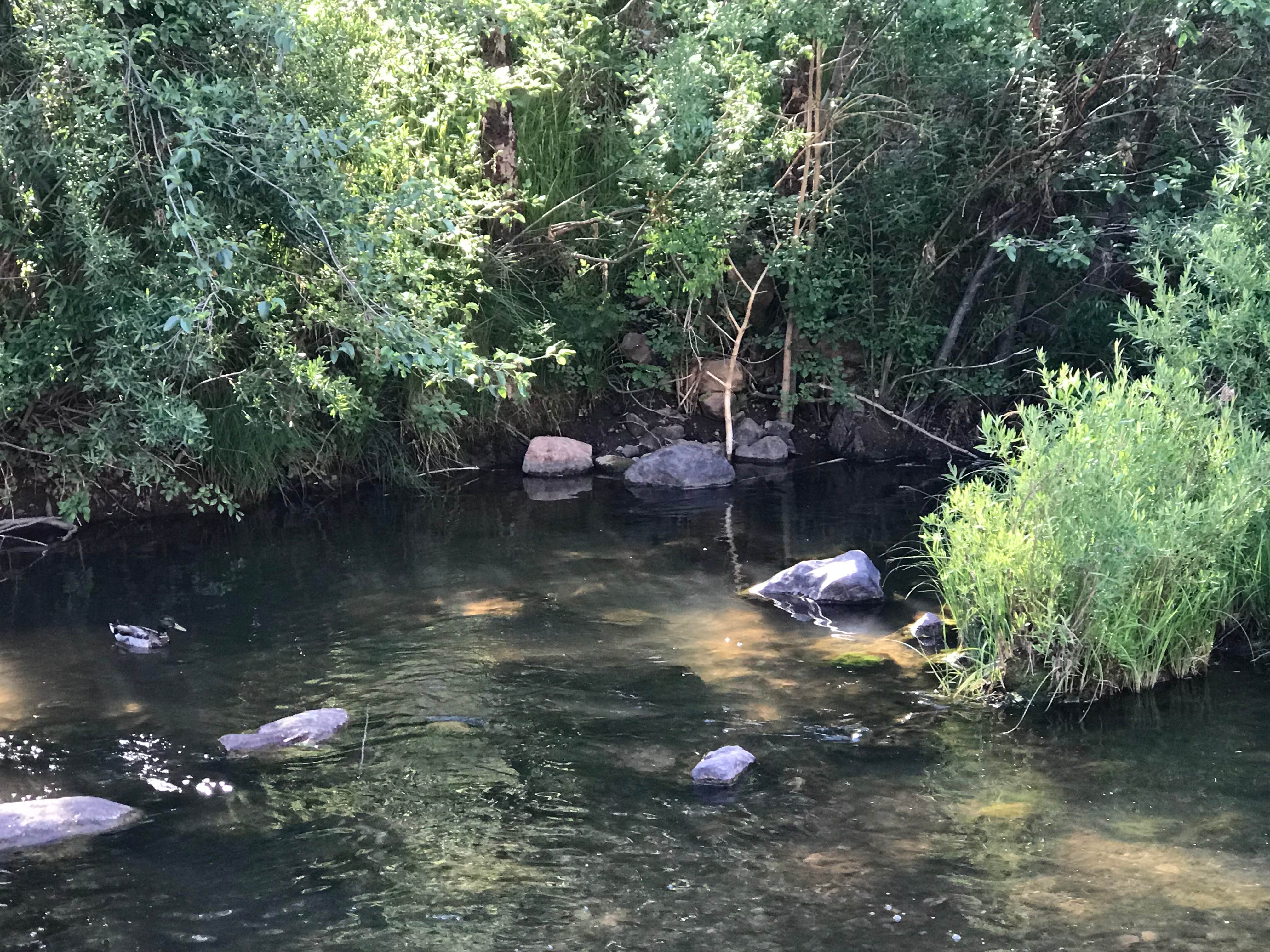Camper-submitted photo at Bearhide Group Site near Forest Lakes, AZ