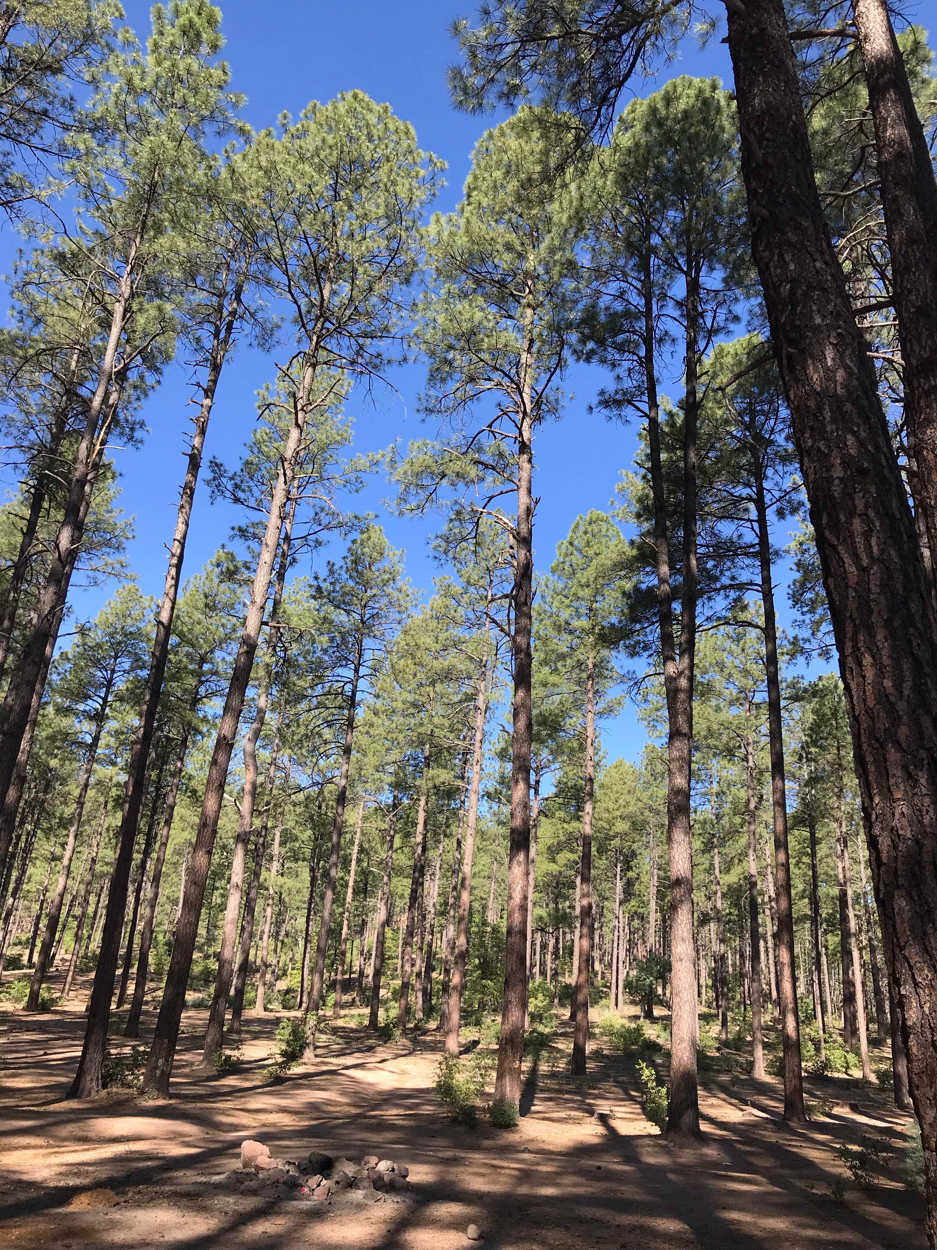 Camper-submitted photo at Bearhide Group Site near Forest Lakes, AZ