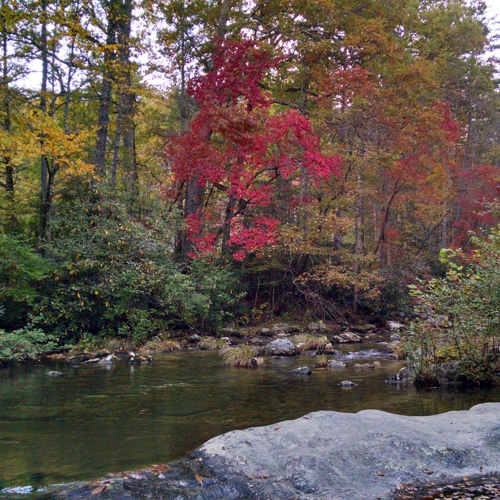 Pisgah National Forest Dispersed Camping The Dyrt