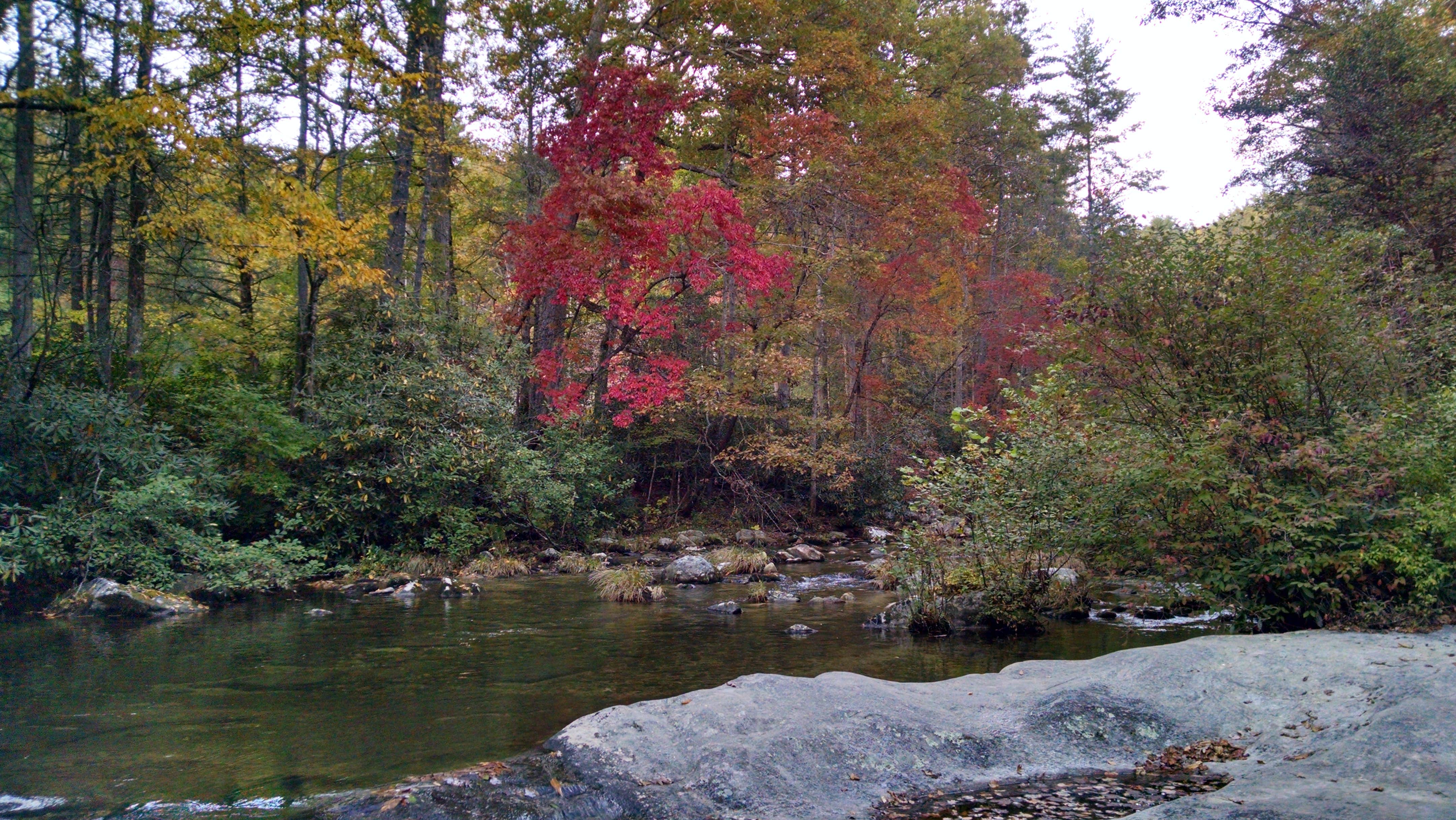 Camper submitted image from Pisgah National Forest Dispersed - 3