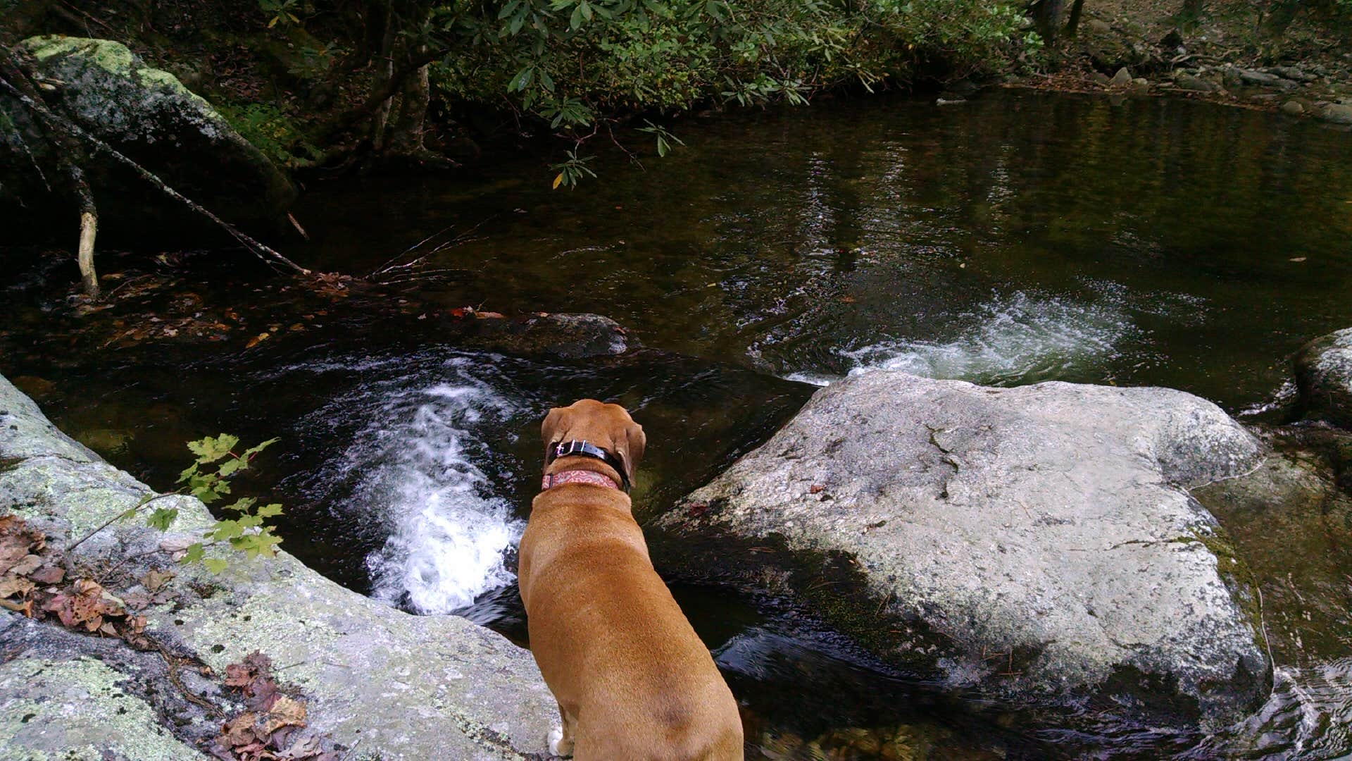 Camper-submitted photo at Pisgah National Forest Dispersed near Candler, NC