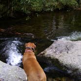 Review photo of Pisgah National Forest Dispersed by Anita L., June 13, 2019