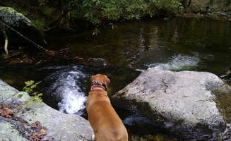Anita L.'s photo of camping with pets at Pisgah National Forest Dispersed near Swannanoa, NC