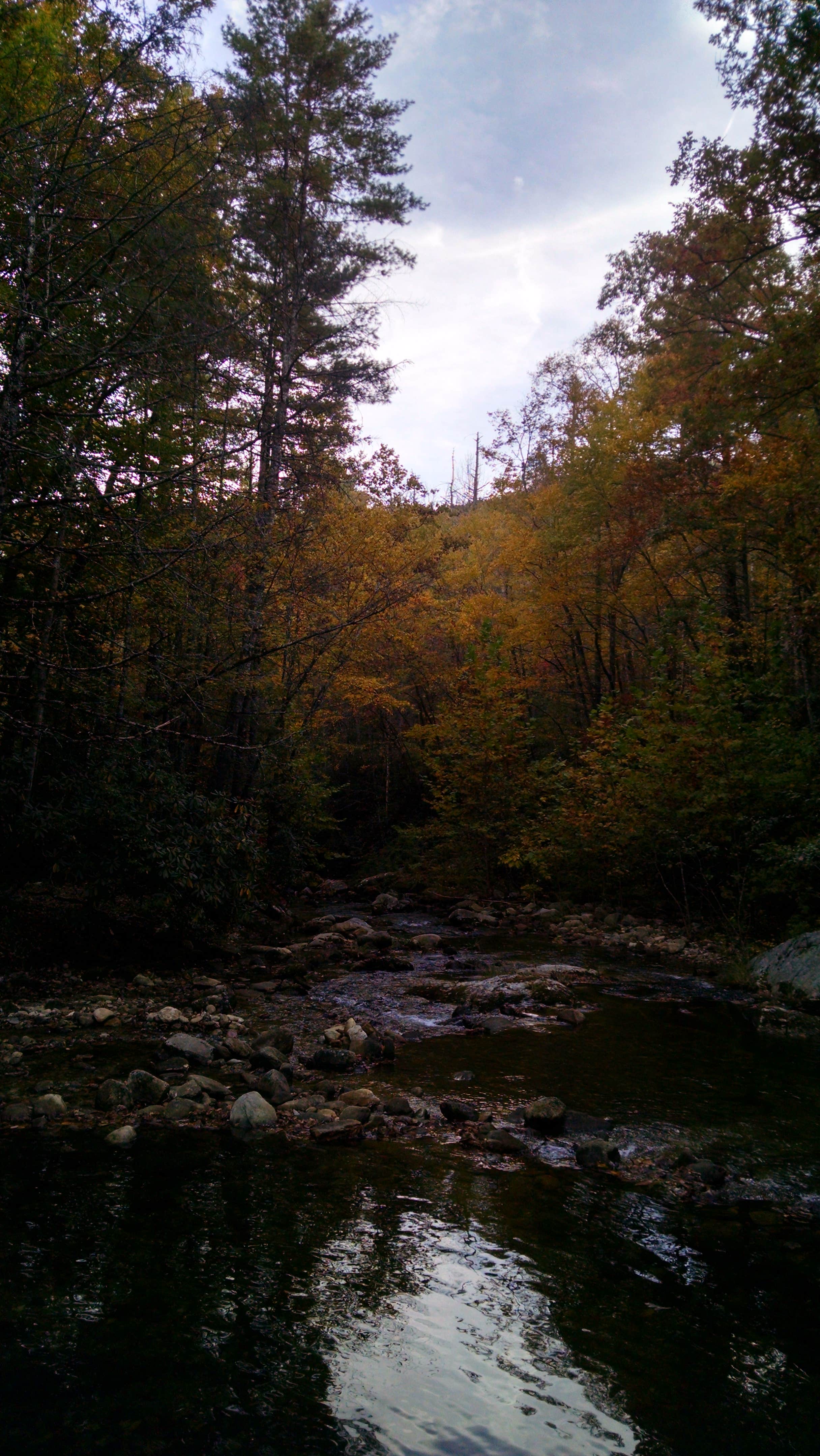 Camper-submitted photo at Pisgah National Forest Dispersed near Burnsville, NC