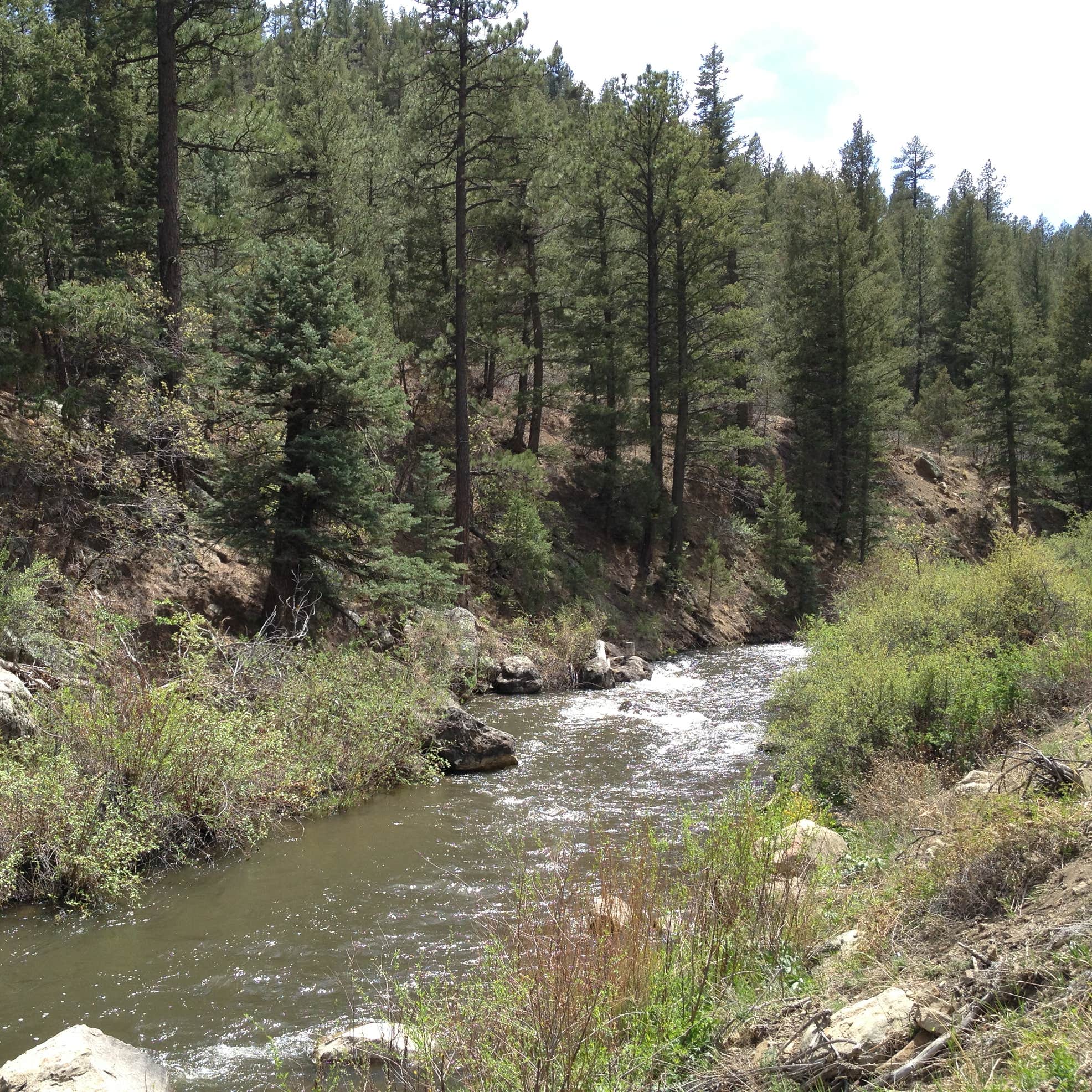 Tolby - Cimarron Canyon State Park Camping | The Dyrt