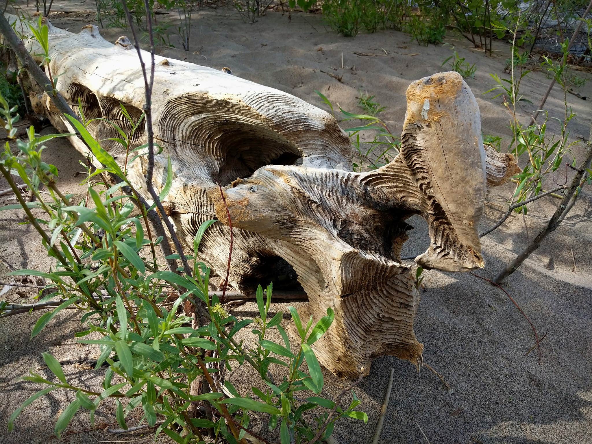 Camper-submitted photo at Kleinke Park Campground near Sister Bay, WI