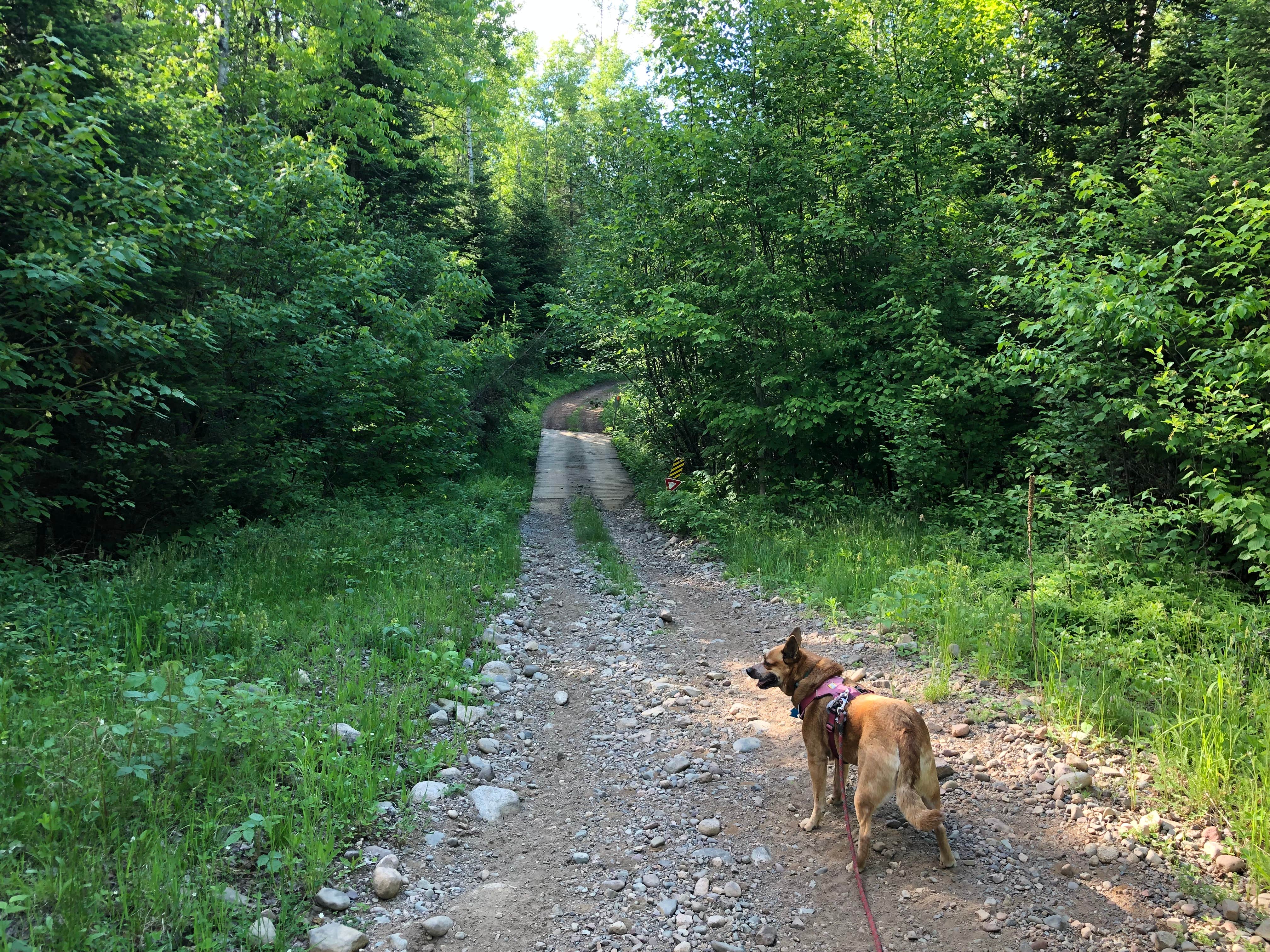 Art S.'s photo of camping with pets at Smith Lake County Park near Chequamegon-Nicolet NF