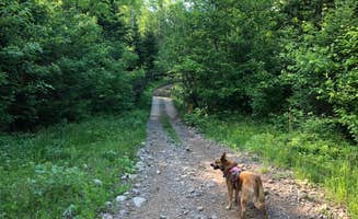 Art S.'s photo of camping with pets at Smith Lake County Park near Mercer, WI