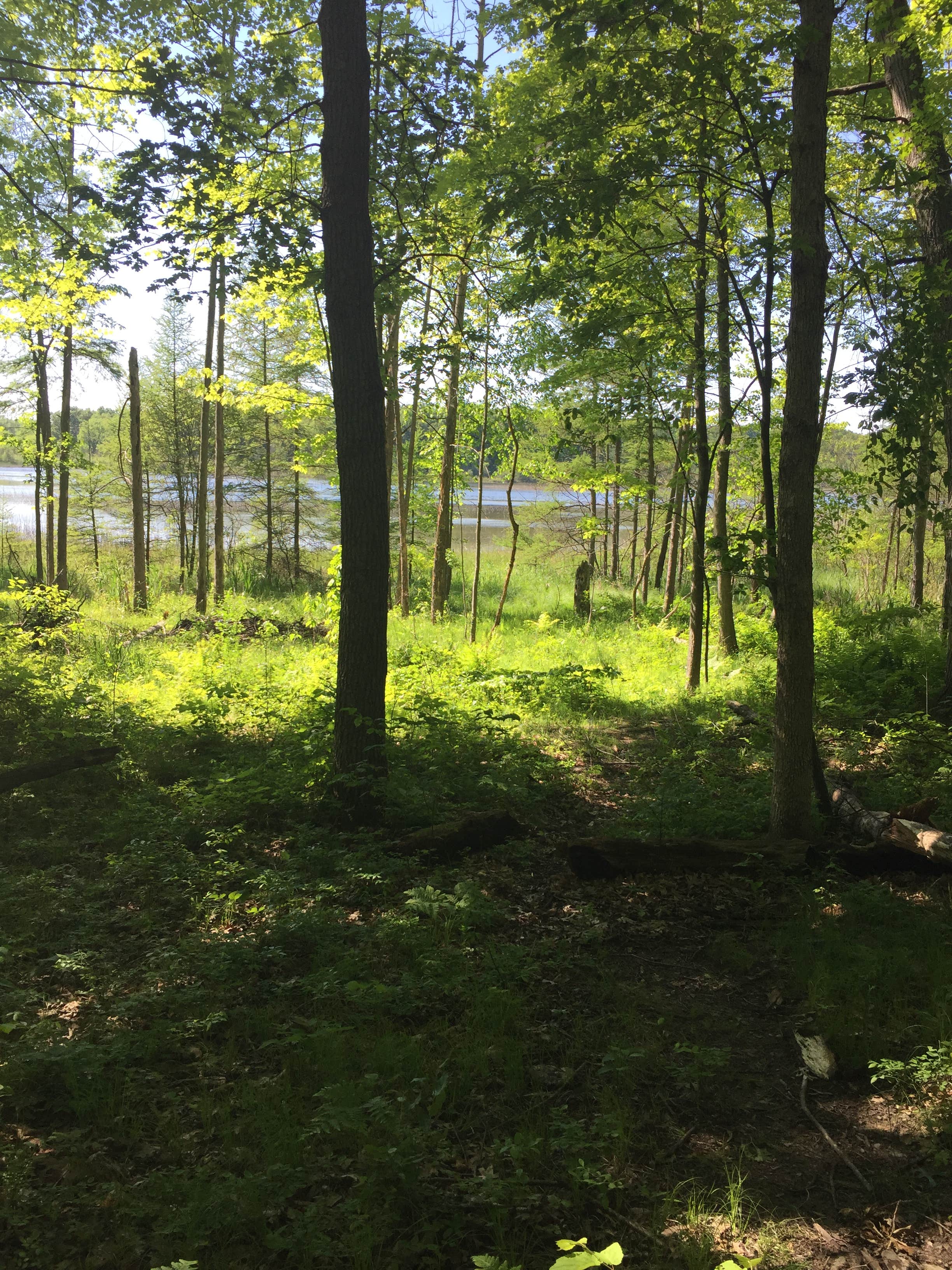 Camper-submitted photo at Murray Lake Campground near Hamburg, MI